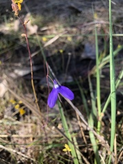 Utricularia leptoplectra
