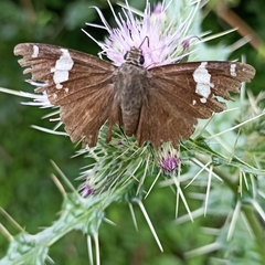 Celaenorrhinus dhanada