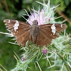 Celaenorrhinus dhanada