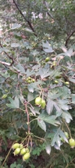Crataegus monogyna