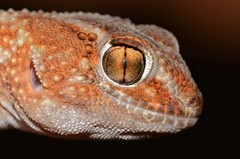 Chondrodactylus angulifer