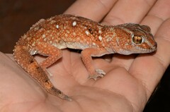 Chondrodactylus angulifer