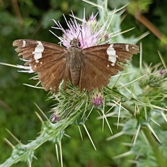 Celaenorrhinus dhanada