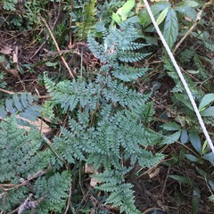 Dryopteris diffracta