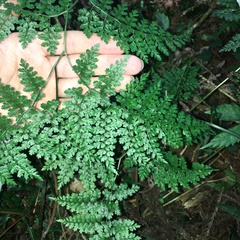 Dryopteris diffracta
