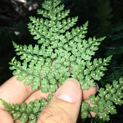 Dryopteris diffracta