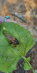 Cicadidae
