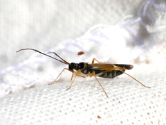 Cyllecoris histrionius