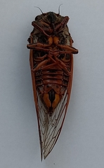 Cicadidae