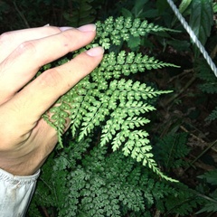 Dryopteris diffracta