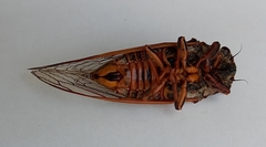 Cicadidae