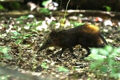 Rhynchocyon chrysopygus