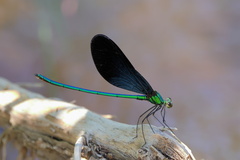 Matrona basilaris