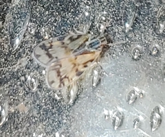 Bothriocera cognita