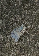 Bothriocera cognita