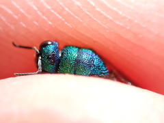 Hedychrum gerstaeckeri