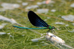 Matrona basilaris