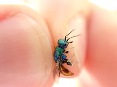 Hedychrum gerstaeckeri