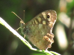 Pararge aegeria