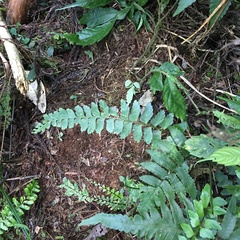 Asplenium cuneatiforme