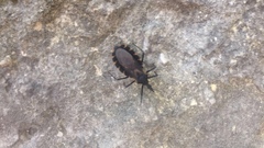 Triatoma
