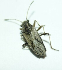 Ortholomus punctipennis
