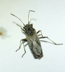 Ortholomus punctipennis