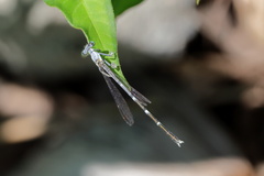 Platycnemis foliacea