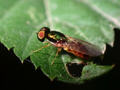 Cephalochrysa canadensis