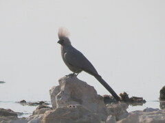 Corythaixoides concolor pallidiceps