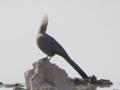 Corythaixoides concolor pallidiceps