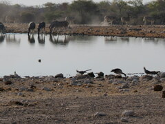 Corythaixoides concolor pallidiceps