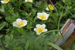 Geum pentapetalum