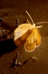 Nematocampa resistaria