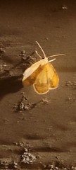 Nematocampa resistaria