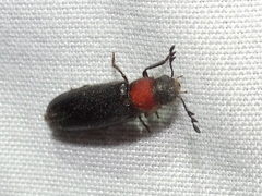 Orthopleurinae