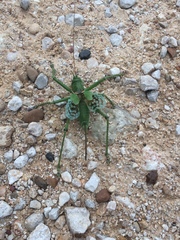 Neobarrettia spinosa