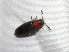 Orthopleurinae