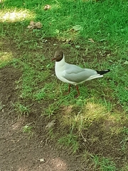 Chroicocephalus ridibundus