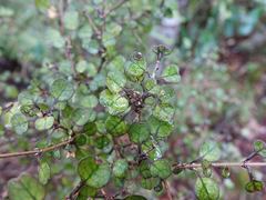 Coprosma spathulata spathulata