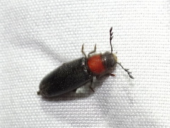 Orthopleurinae