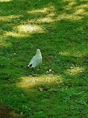 Chroicocephalus ridibundus