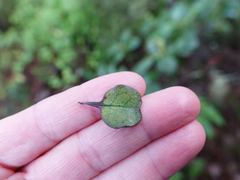 Coprosma spathulata spathulata