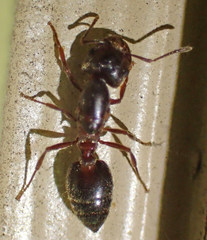 Crematogaster mutans