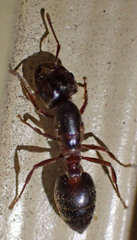 Crematogaster mutans