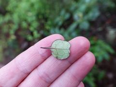 Coprosma spathulata spathulata