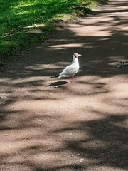 Chroicocephalus ridibundus