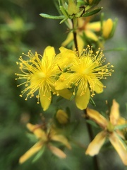 Hypericum lloydii