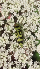 Chlorophorus varius