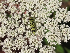 Chlorophorus varius